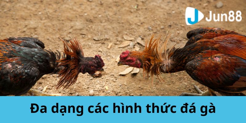 Sức hút của sảnh đá gà Jun88 giúp thu hút đông đảo thành viên